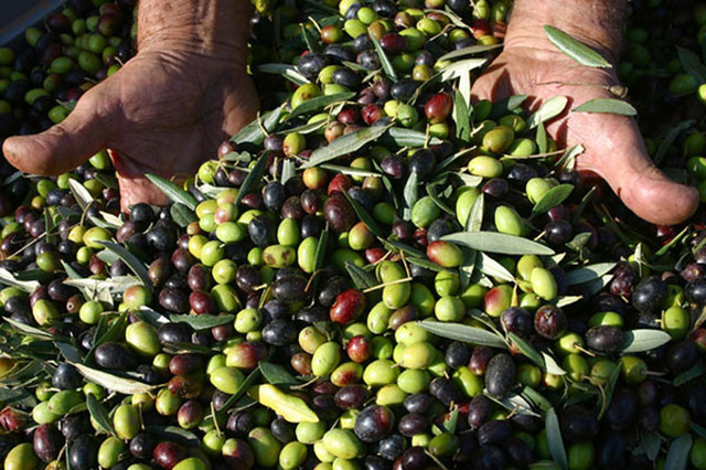 olive di gaeta