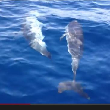*VIDEO* DELFINI A GAETA: Un bellissimo video di 2  minuti in un mare azzurro