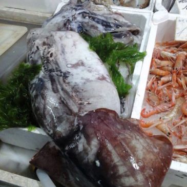 Un Calamaro gigante pescato nel Golfo di Gaeta *Foto*