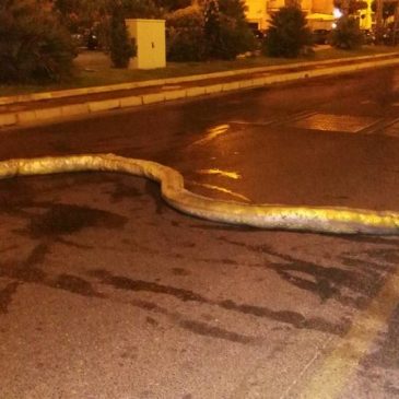 *FOTO* Gaeta: una finta anaconda sul Lungomare Caboto / paura tra gli automobilisti